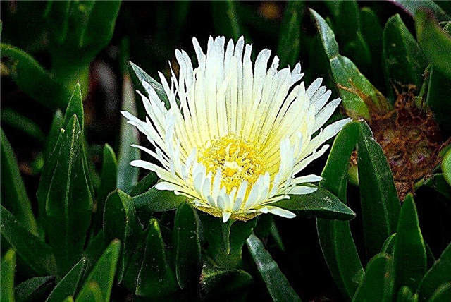 زراعة زهور التين Hottentot: معلومات حول نبات ثلج Hottentot