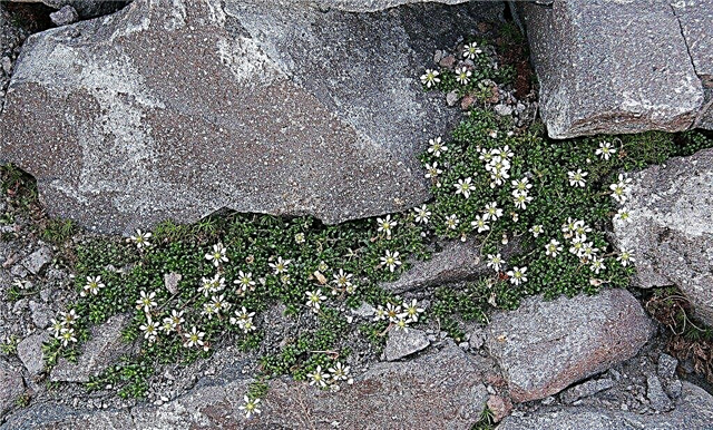 Saxifraga رعاية النباتات - نصائح لزراعة زهور الروكويل