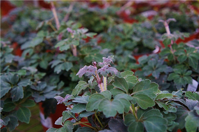 Mikania Plush Vine Care: نصائح لزراعة نباتات العنب الفاخرة