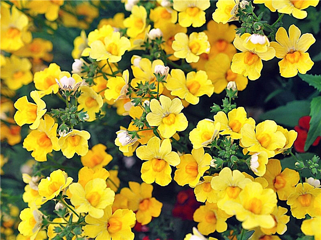 Nemesia Plant Care - Cómo cultivar flores de Nemesia