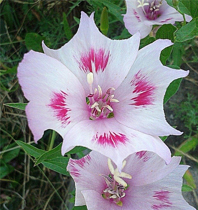 Clarkia Flower Care: Hvordan dyrke Clarkia Flowers