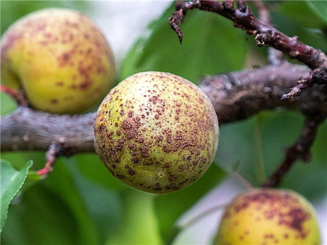 Behandlung von Problemen bei Aprikosen: Erfahren Sie mehr über Krankheiten von Aprikosenbäumen
