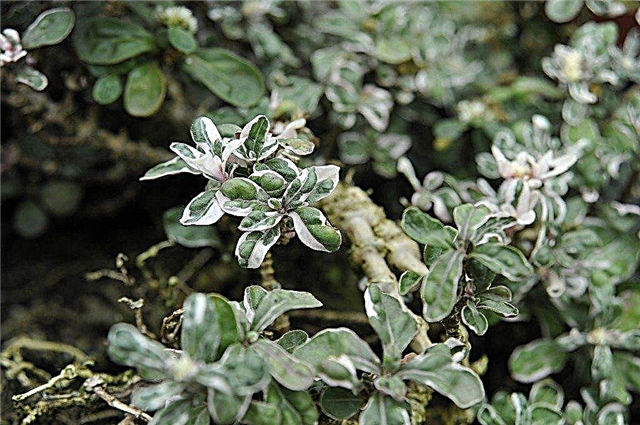 Cuidado de la capa de Alternanthera Joseph: cómo cultivar plantas de Alternanthera
