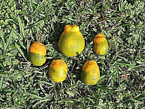 Was ist Citrus Greening Disease? Rettung von Pflanzen, die von Citrus Greening betroffen sind