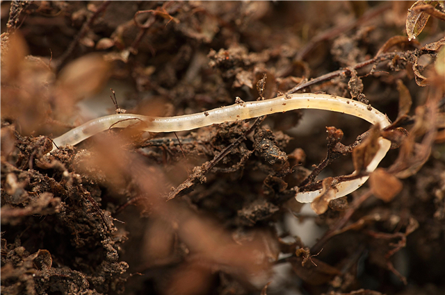 Woher kommen Topfwürmer - Kompost Gartenboden hat Würmer