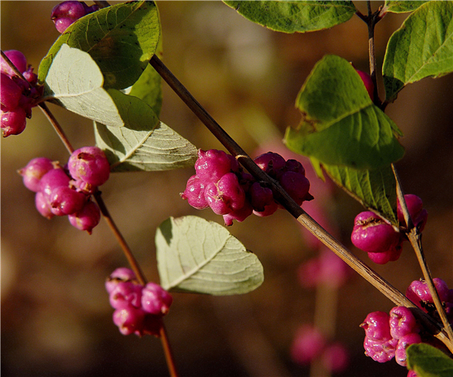 Thông tin về cây dâu tây Coralberry: Cách trồng nho Ấn Độ