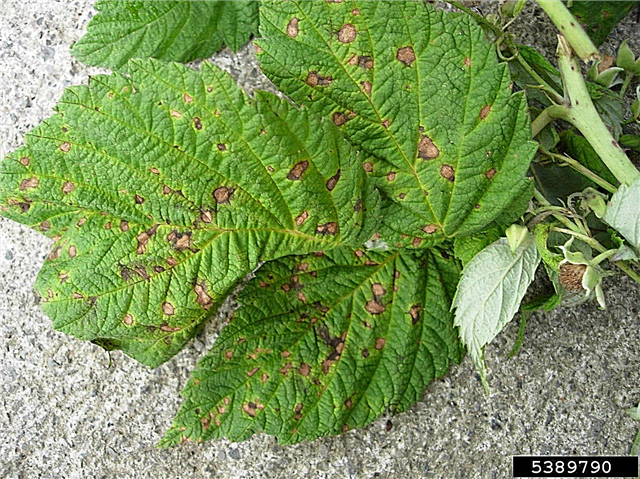 Virus del mosaico en plantas de frambuesa: aprenda sobre el virus del mosaico de frambuesa