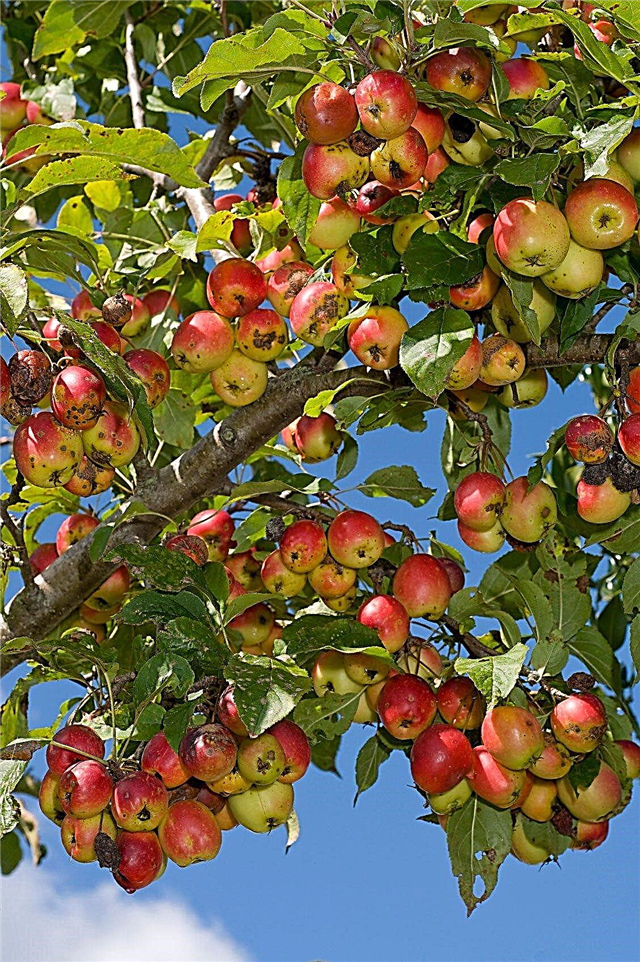 Éclaircie des arbres fruitiers: raisons de la chute des petits fruits durs et des fruits immatures