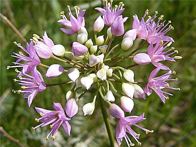 Какво представляват прерийният лук: Информация за Allium Stellatum Wildflowers