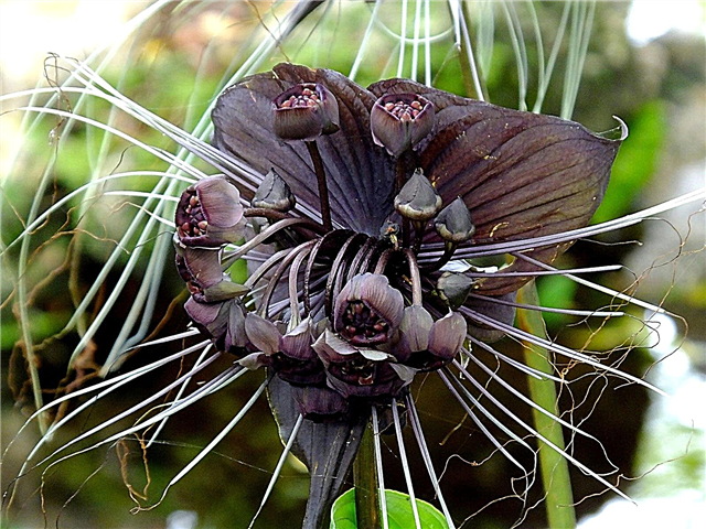 رعاية زهرة الخفافيش - نصائح لزراعة زهور الخفاش Tacca