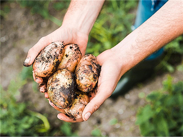 Kartoffelsorten - Was sind Kartoffeln der späten, mittleren und frühen Saison?