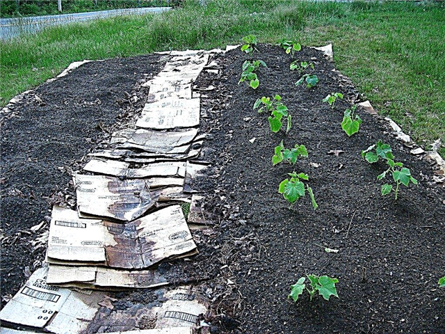 Información sobre mantillo de hoja: cómo usar el mantillo de hoja en el jardín